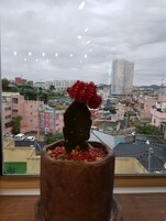 Un cactus en una maceta de barro sobre un alféizar con vista a la ciudad.