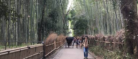 A pathway flanked by tall bamboo trees, with a bamboo fence on one side and a stone-paved path on the other.