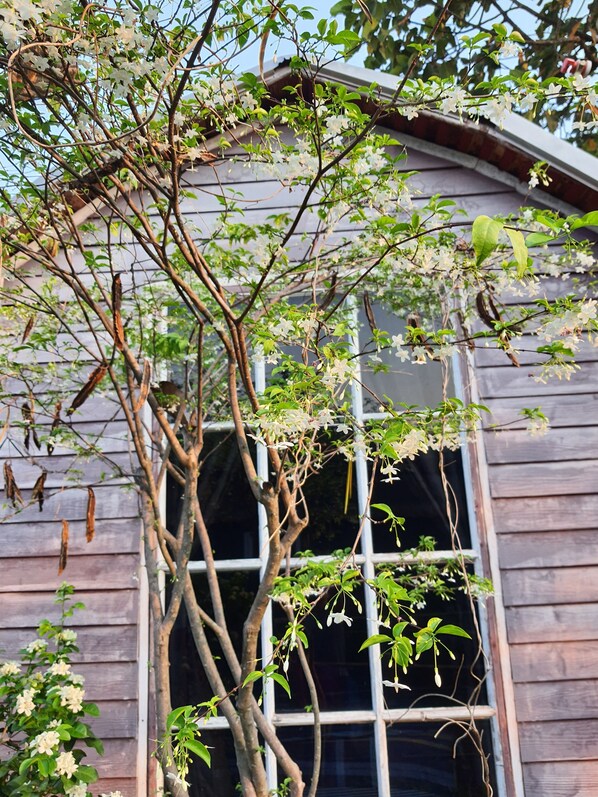 A wooden building with a large window and a tree with white flowers in front. - Saengcha Farm Resort (Prachantakham)