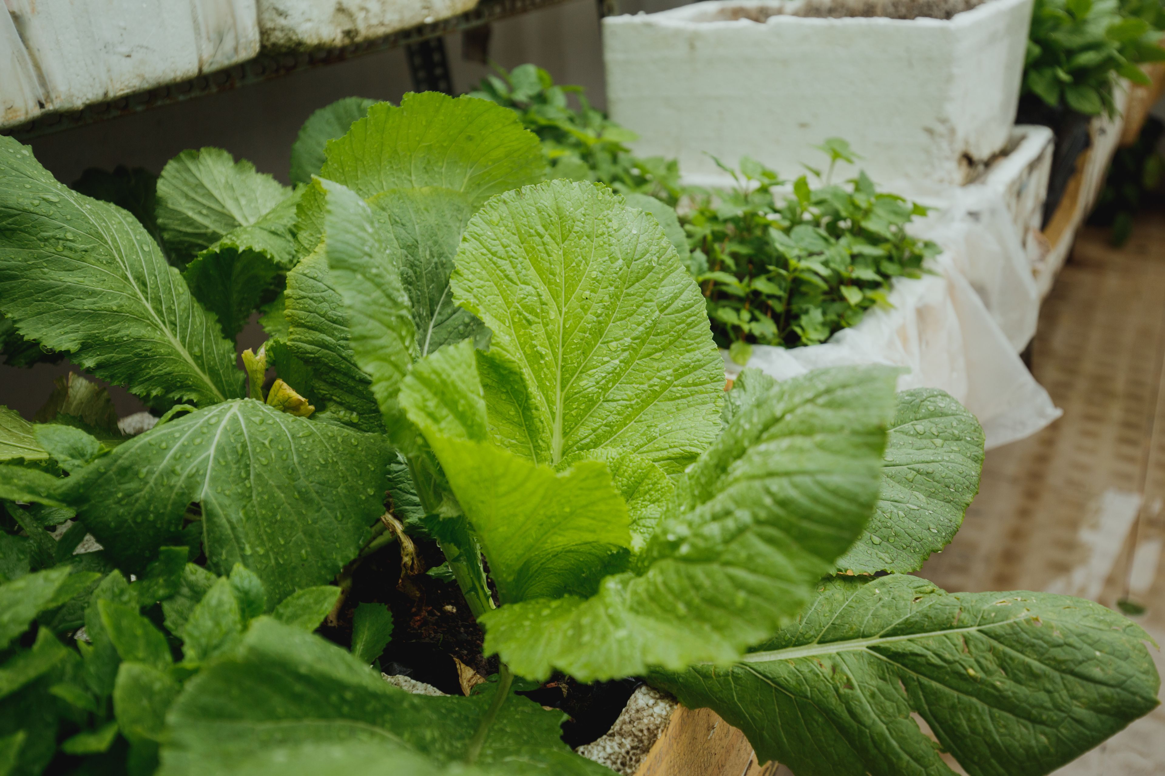 A close-up of green leafy plants in a garden setting.