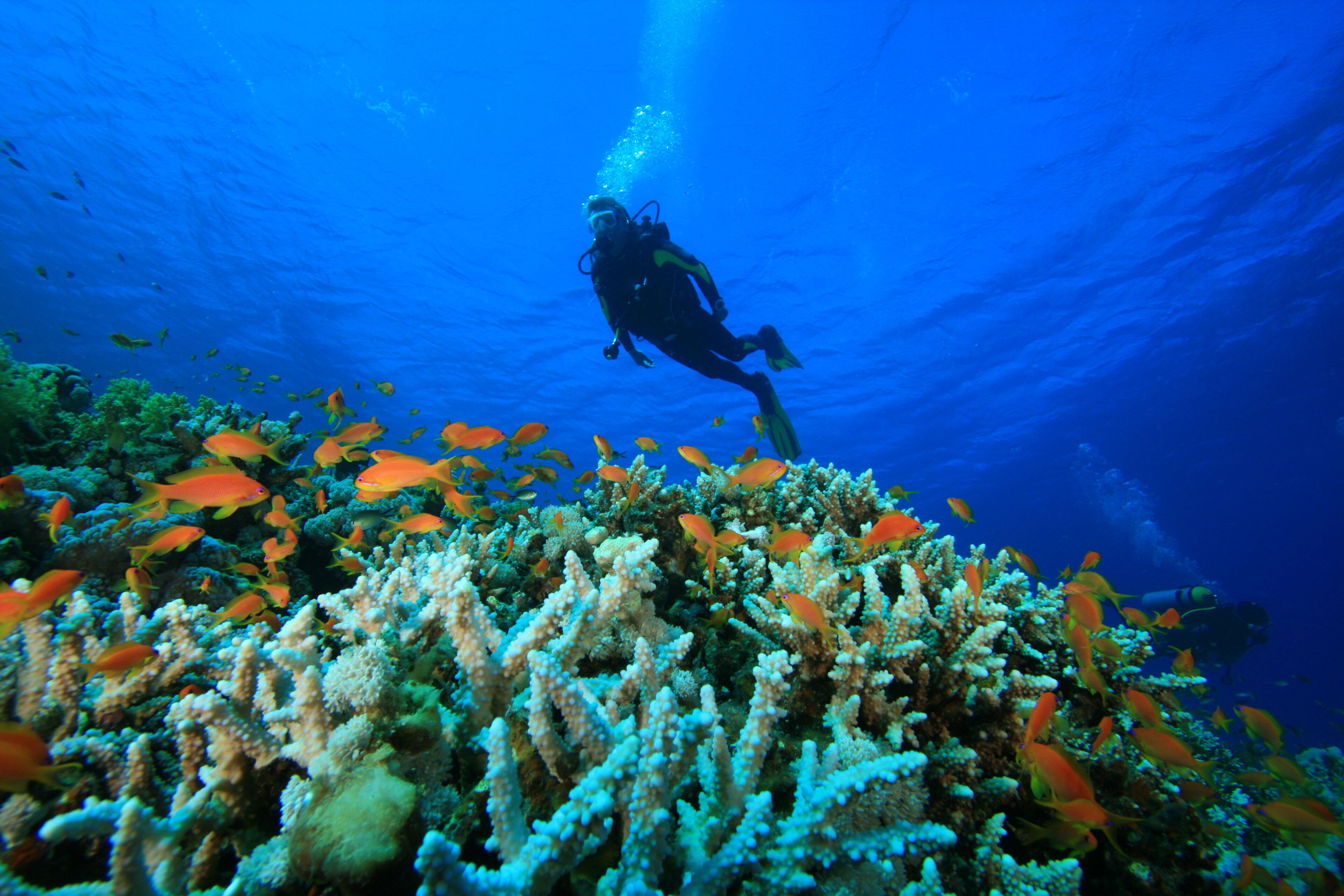 A diver exploring a coral reef with vibrant orange fish.