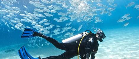 A diver swimming with a school of fish in clear blue water.