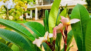 Una casa con un portico e un giardino con grandi foglie verdi e fiori.