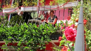 A balcony with a variety of plants and flowers, a person sitting on the edge, and a red building in the background. - Tilly's B&B (Le Hohwald)