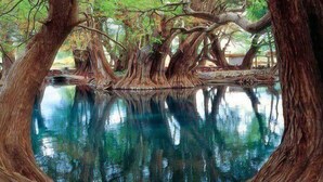 Un plan d’eau paisible, bordé de grands arbres aux troncs noueux.