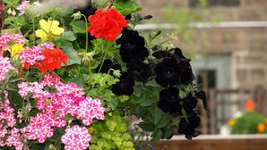 Diversas flores en un jardín.