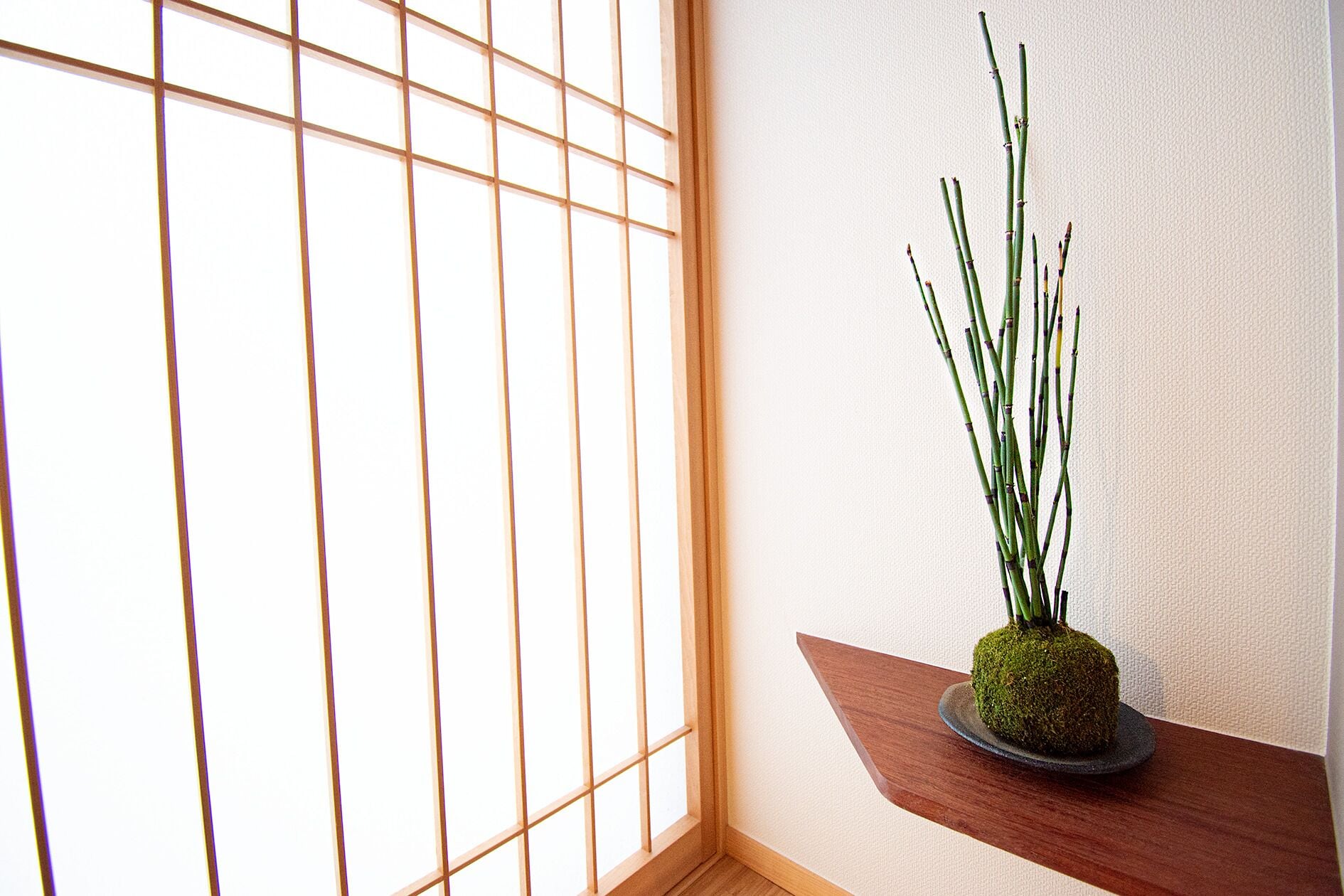 Une pièce dotée d’une fenêtre à motifs géométriques, d’une étagère en bois sur laquelle repose une plante recouverte de mousse, et d’un mur à texture.