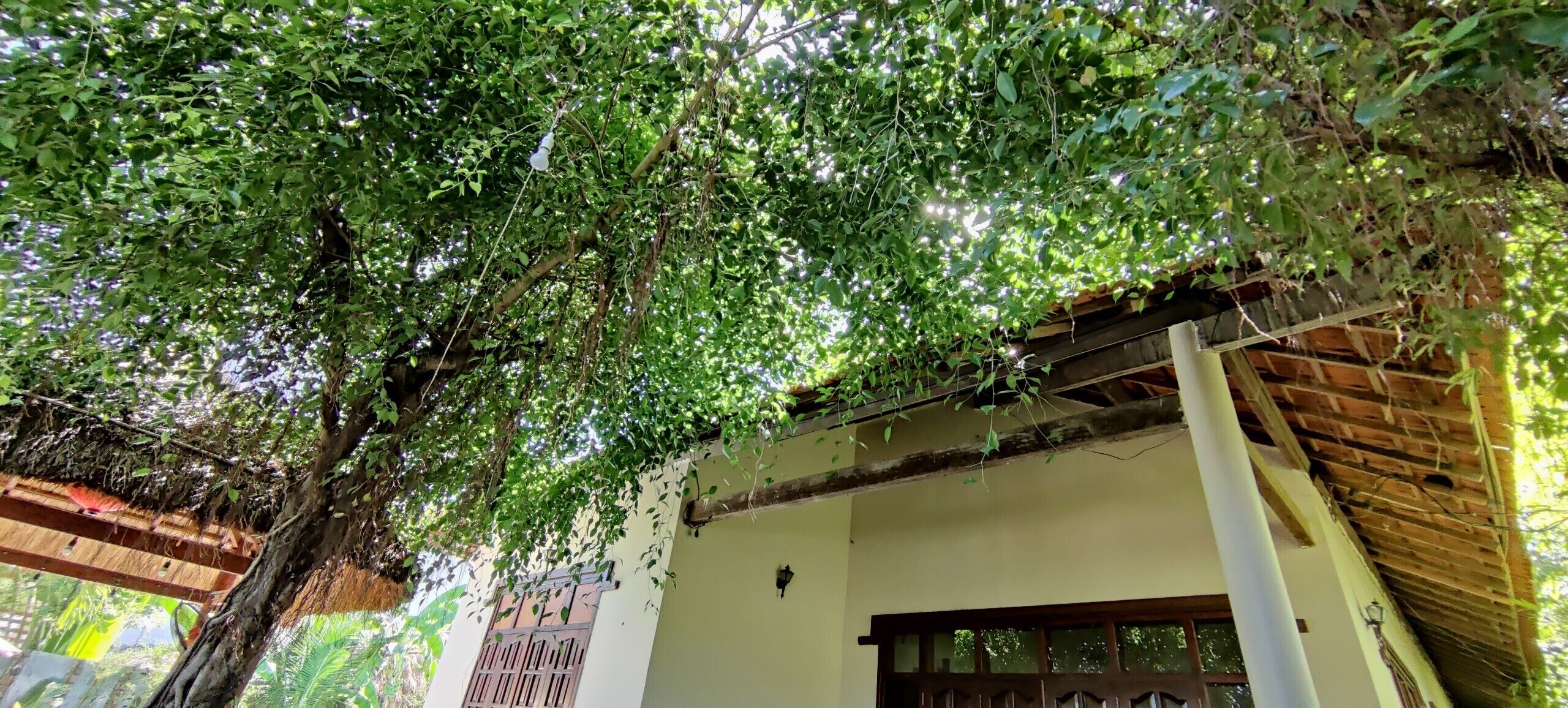 A building with a wooden structure and a tree with hanging lights.