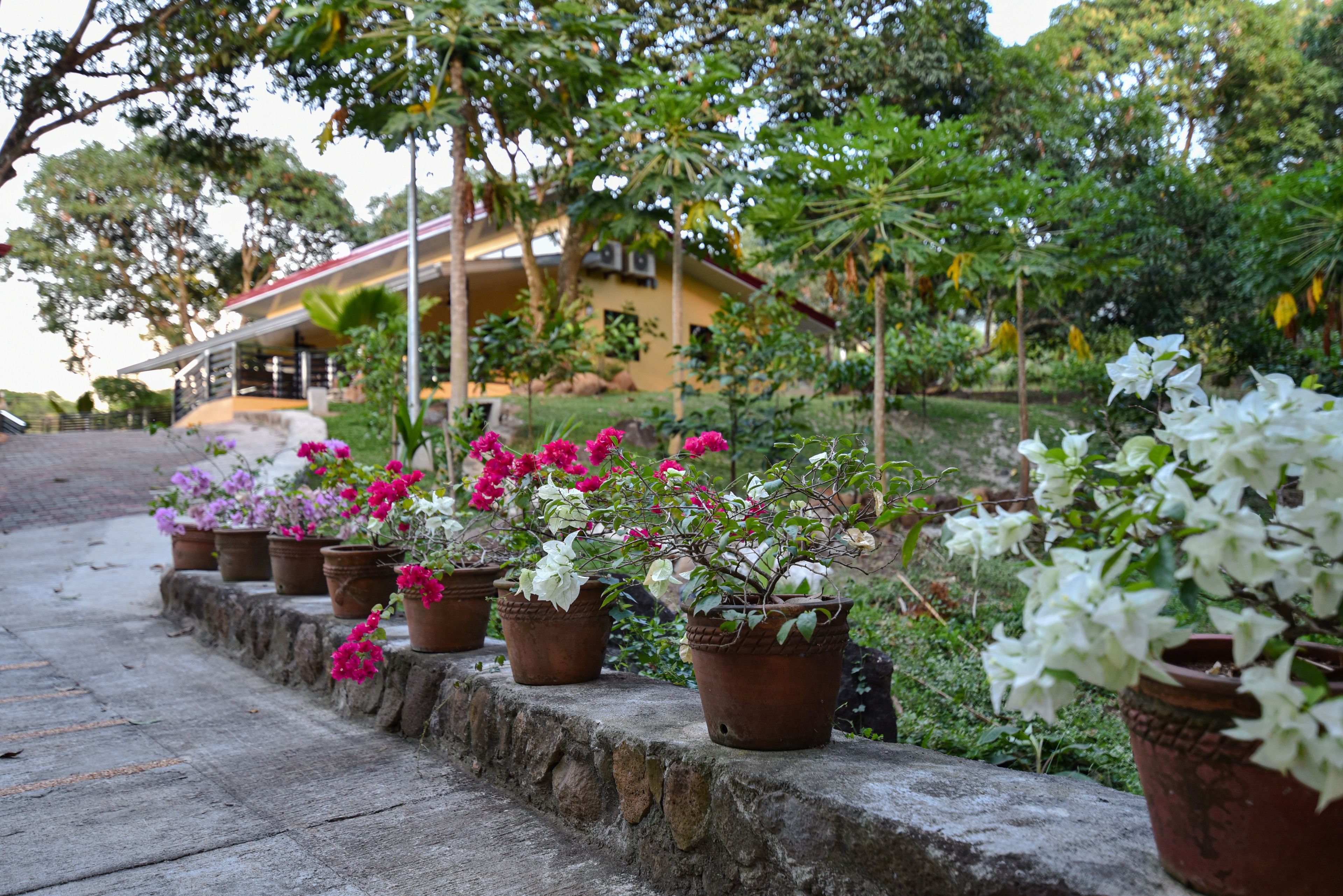 A row of potted plants with flowers on a stone ledge in a garden area.