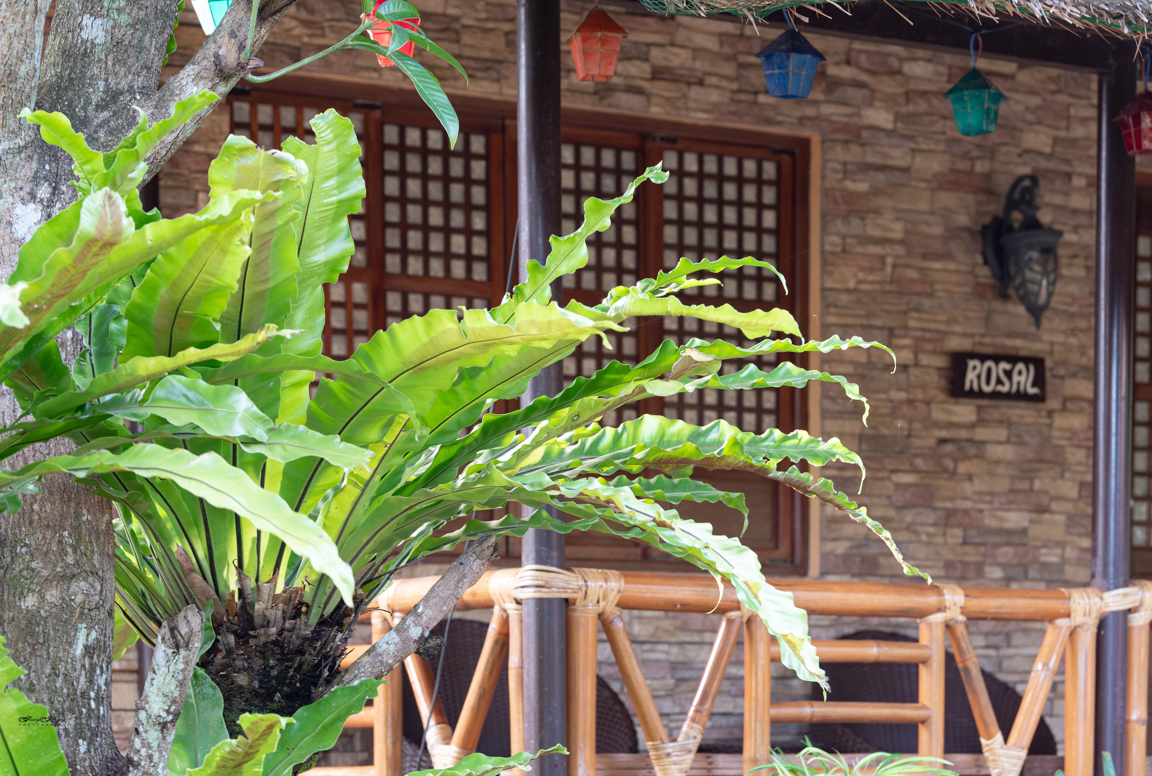 Hiên