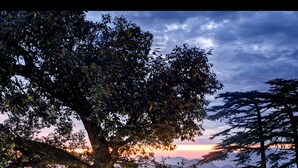 Un espace de restauration en plein air, aménagé avec des meubles et des tables en osier, installé sous un grand arbre, entouré d’une clôture et éclairé par des lanternes.