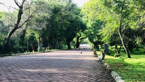 Un camino pavimentado en un parque, flanqueado por árboles.