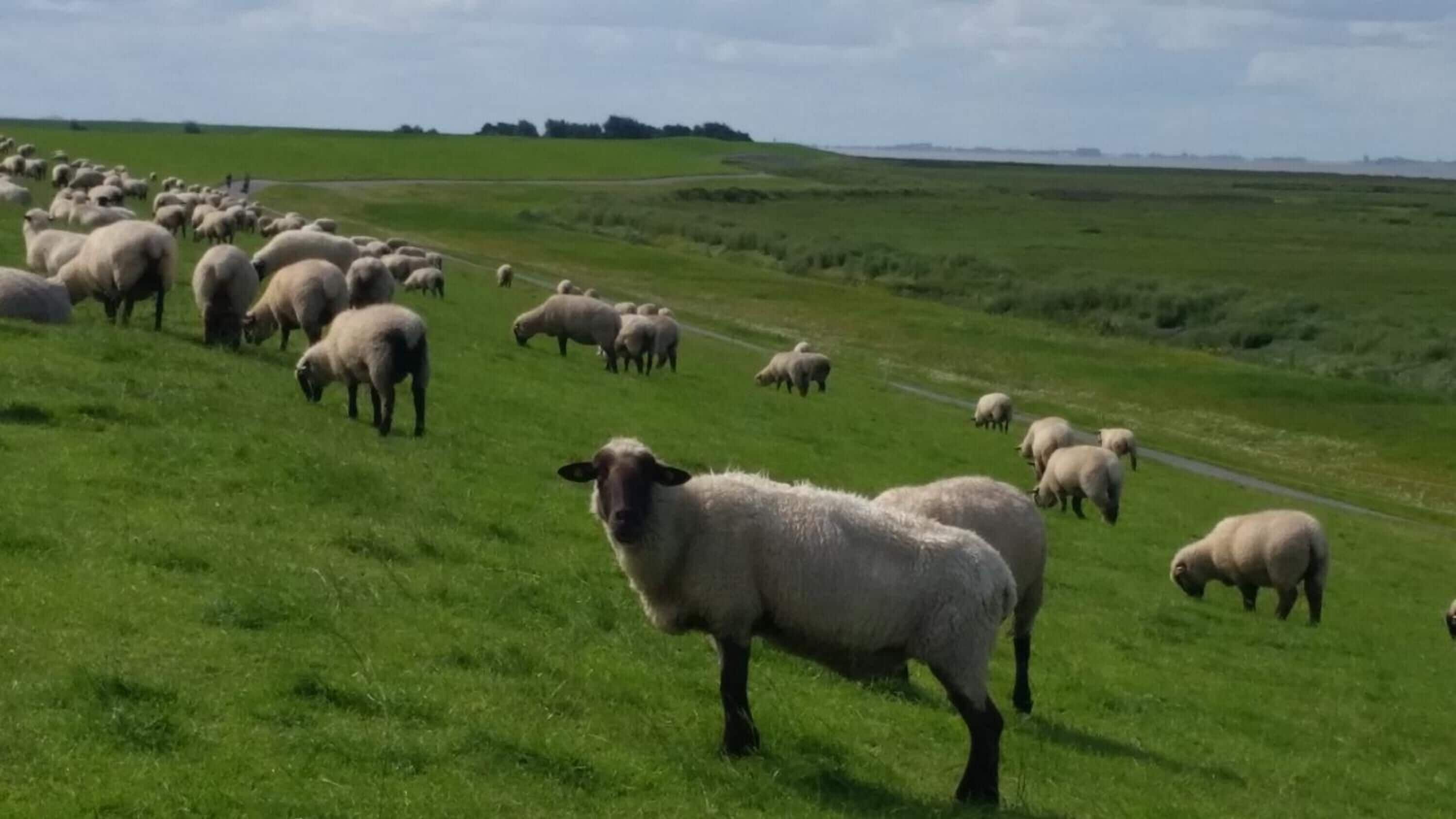 A large flock of sheep grazing in a grassy field with a road running through it.