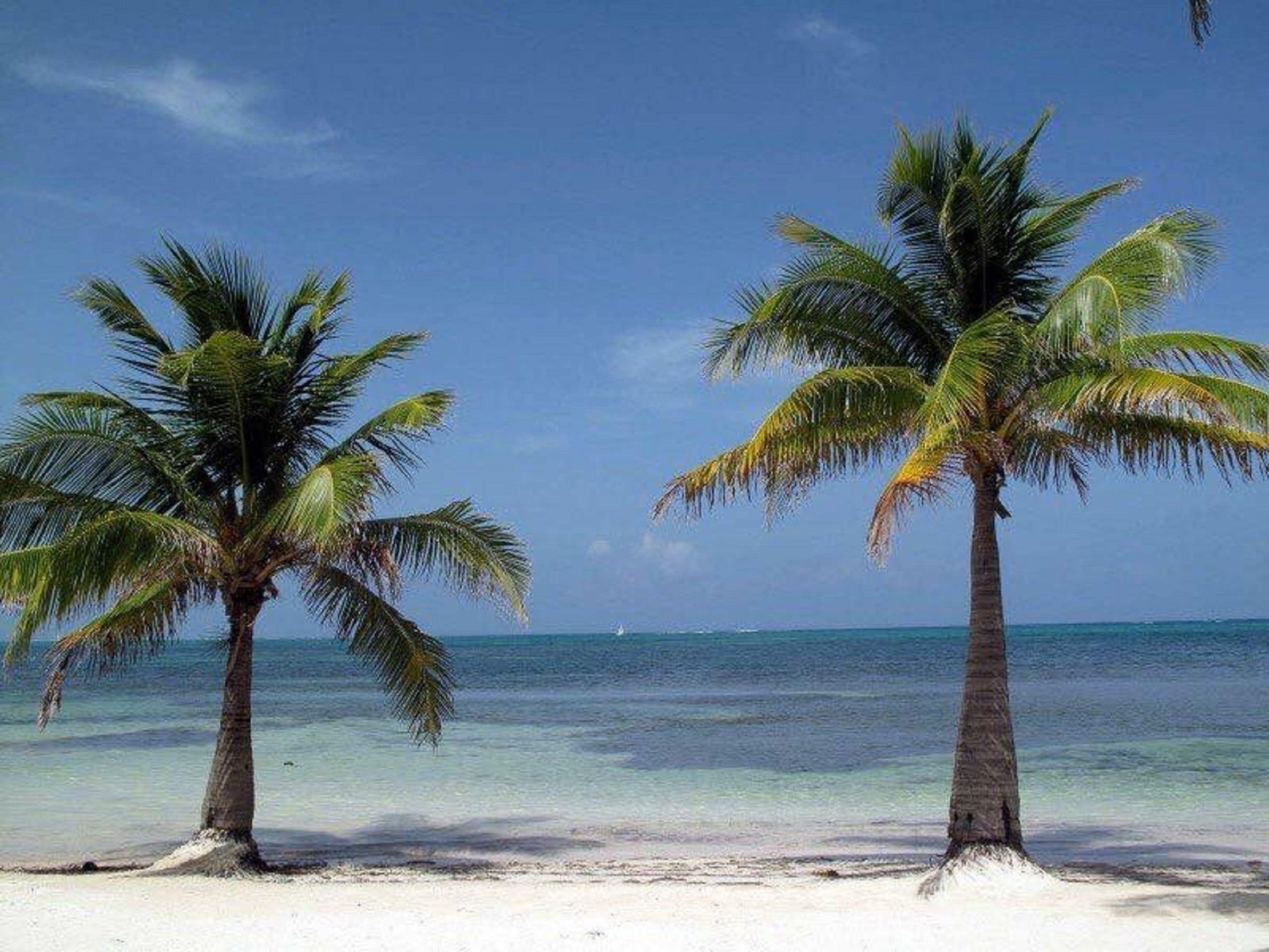 Beach nearby, windsurfing