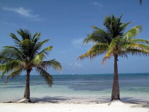 Dos palmeras en una playa con agua azul cristalina y cielo despejado.