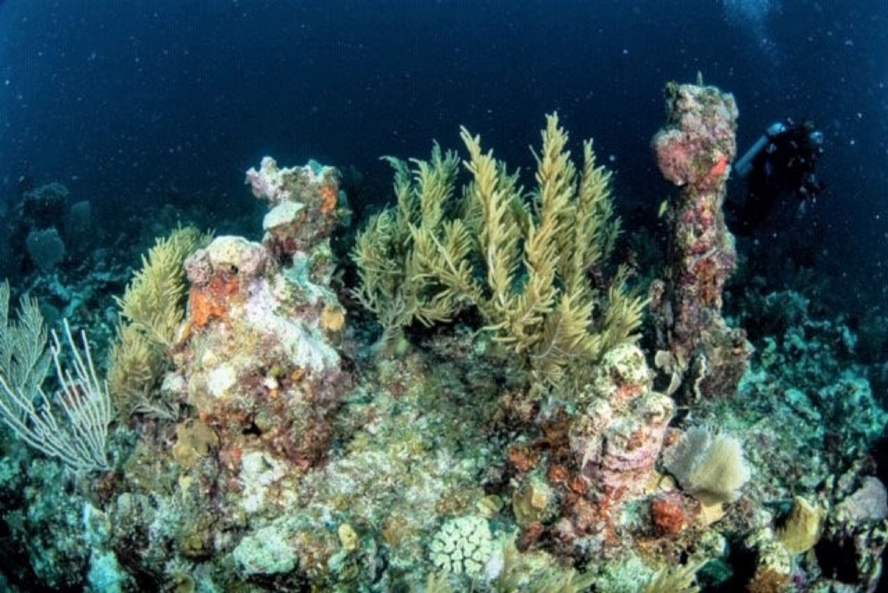 An underwater scene with various types of coral and marine life, including branching corals and a diver.