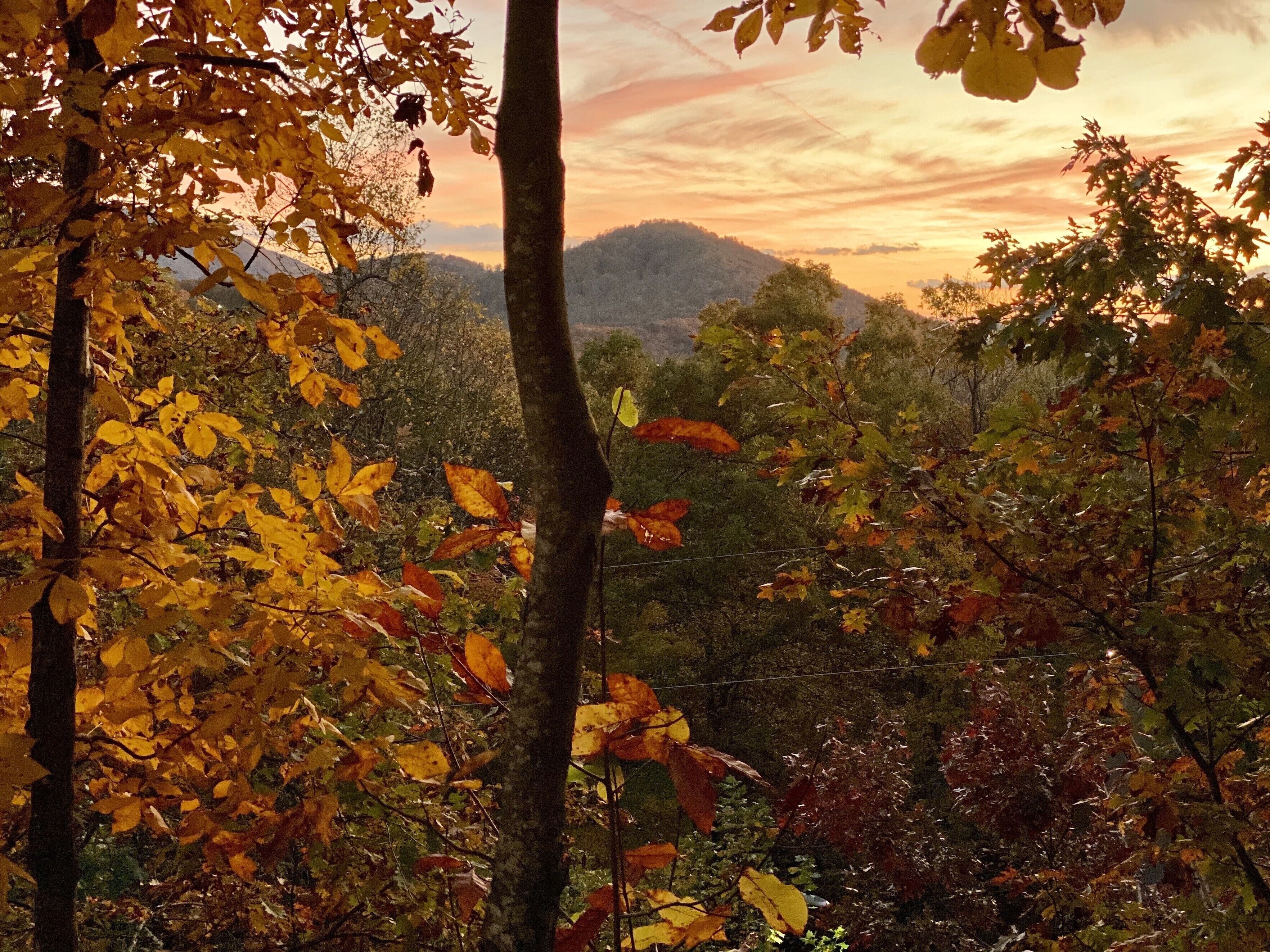 Fall Splendor