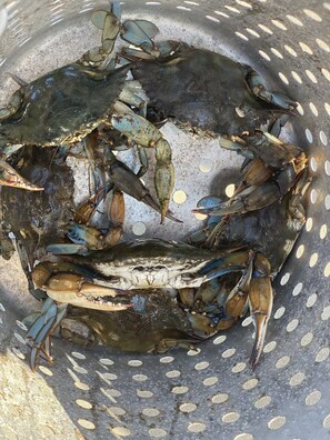 A colander filled with crabs.