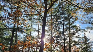 Une clôture en bois avec un portail en métal, située dans une zone boisée aux couleurs automnales.