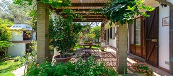 House under the olive trees