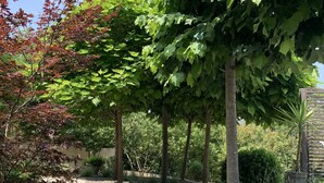 A garden pathway with trees and shrubs, a wooden deck, and a gravel area.