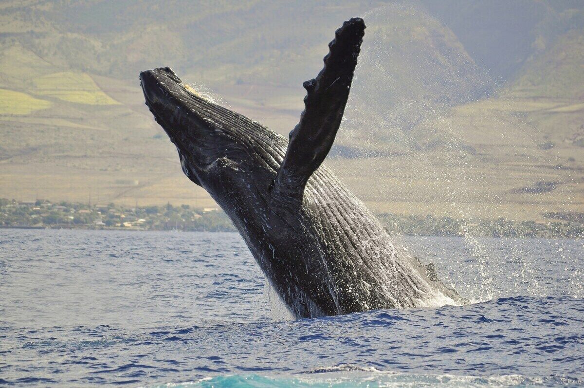 La cola de una ballena emergiendo del agua, generando una salpicadura.