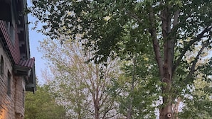 Une pelouse bien entretenue, avec un mur de pierres et un grand arbre au premier plan.