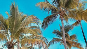 Ein Strand mit Palmen, sandigem Ufer und Booten im Wasser.