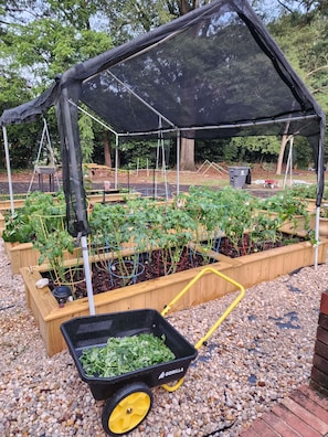 A garden with raised beds, a wheelbarrow, and a canopy structure.