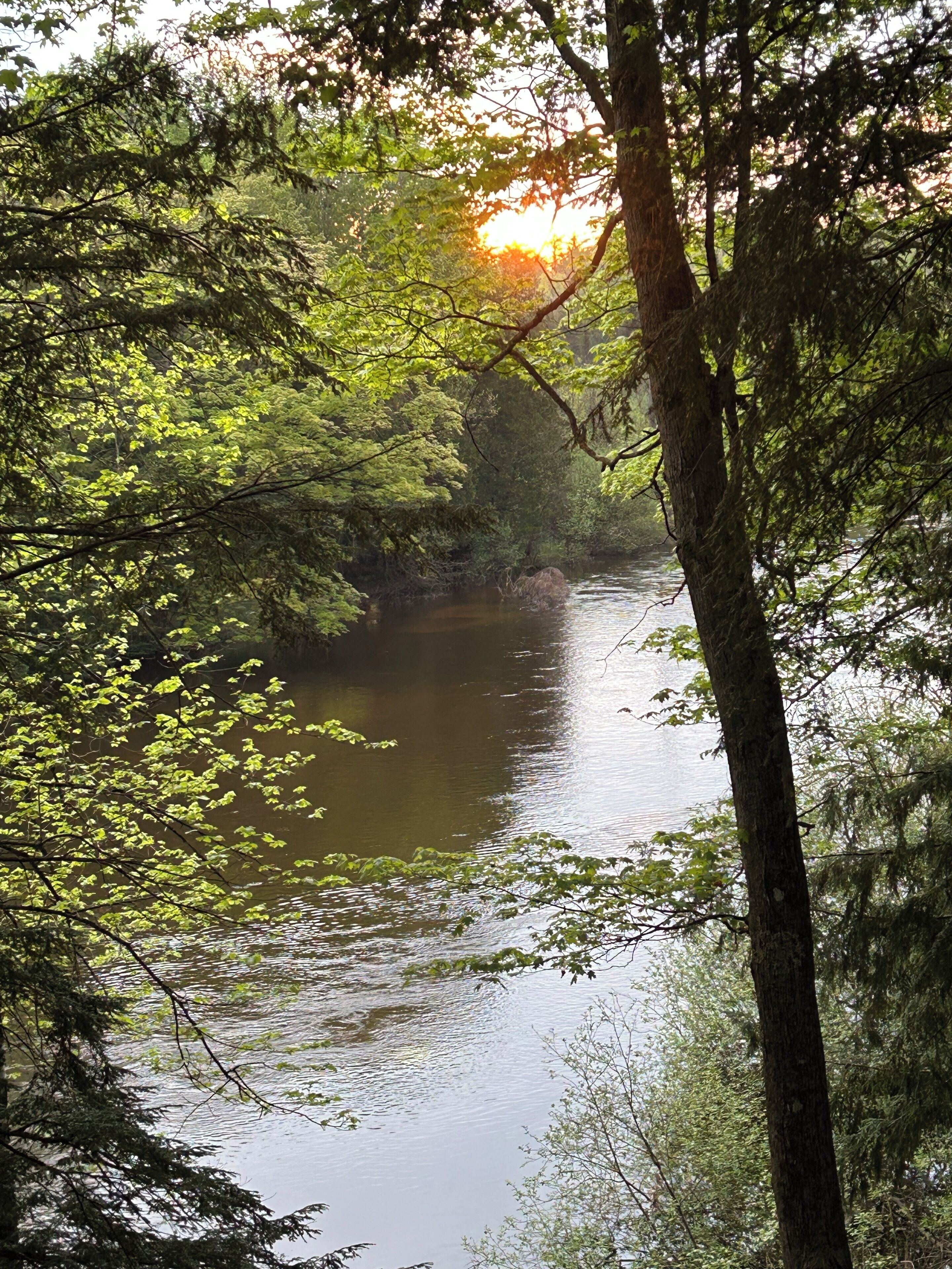 Um rio cercado por floresta densa, com a luz do sol filtrando-se pelas árvores.