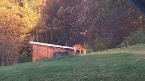A deer grazing near a wooden structure in a grassy area with trees in the background. - Awesome Flat Top Farmhouse - Ashwood Rentals (Flat Top)