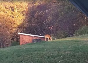 A deer grazing near a wooden structure in a grassy area with trees in the background. - Awesome Flat Top Farmhouse - Ashwood Rentals (Flat Top)