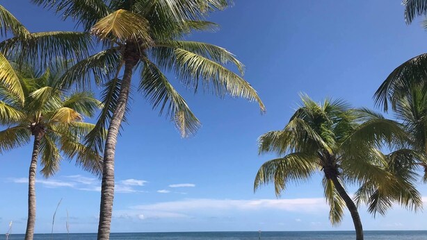 Ein Strand mit Palmen und freiem Blick auf den Ozean.