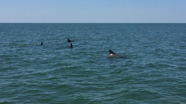 A view of the ocean with several dolphins swimming.