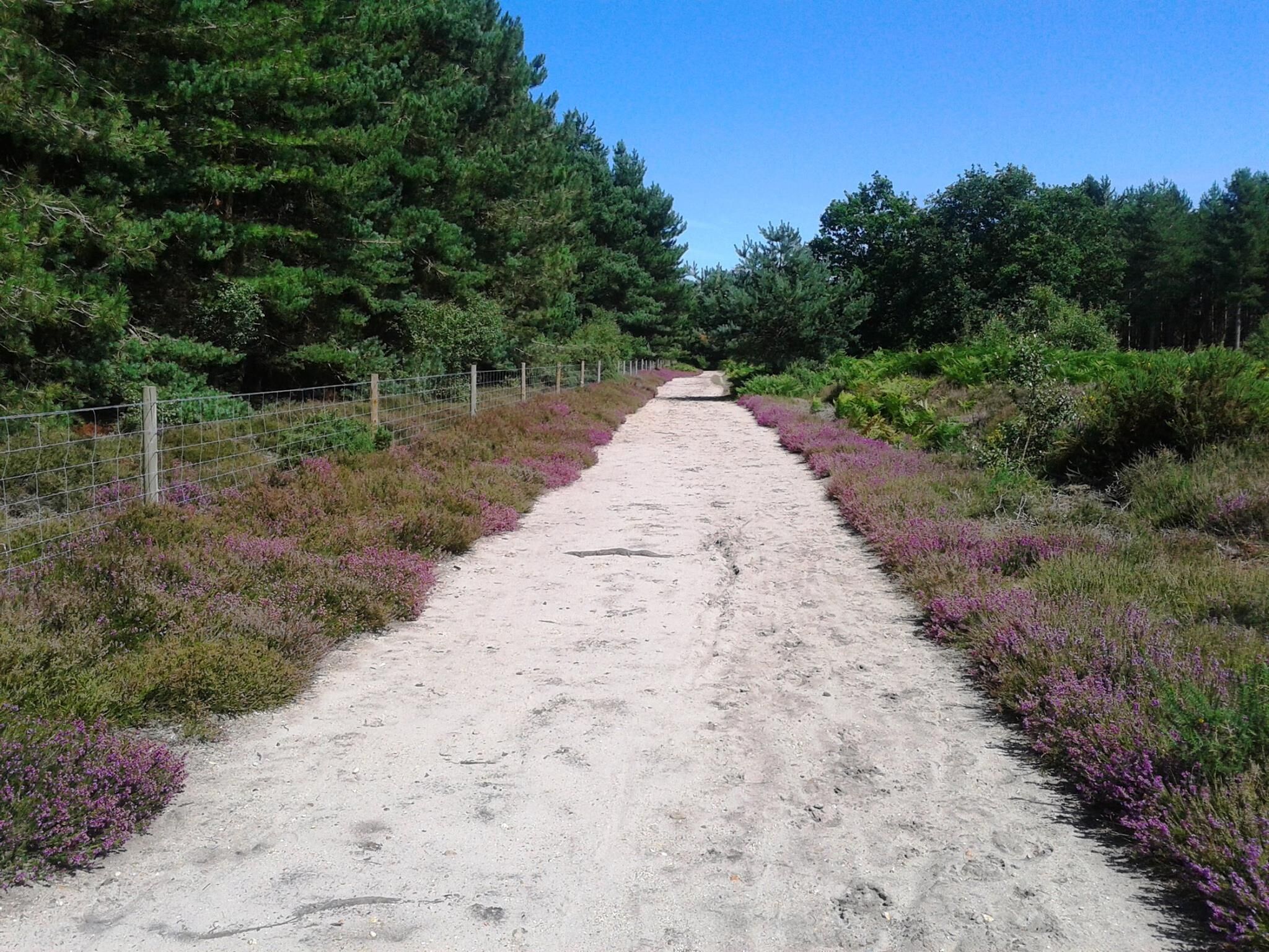 A dirt path flanked by dense greenery and purple heather.