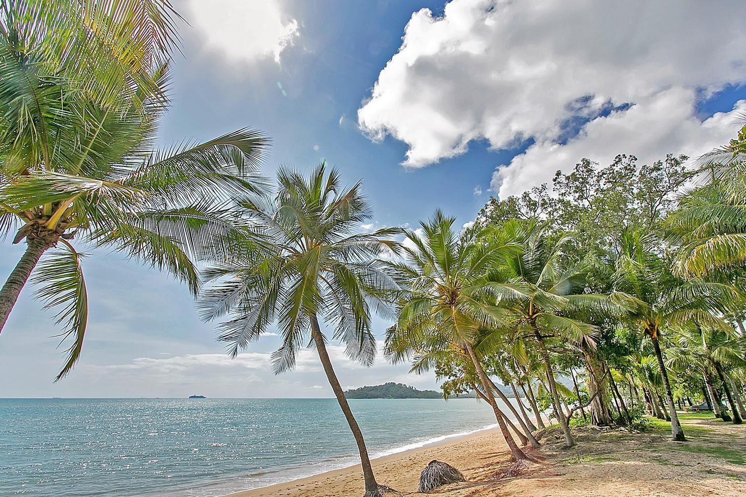 A beach with palm trees and a clear sky.