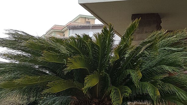 A palm tree in a landscaped area with a stone wall and a pathway.