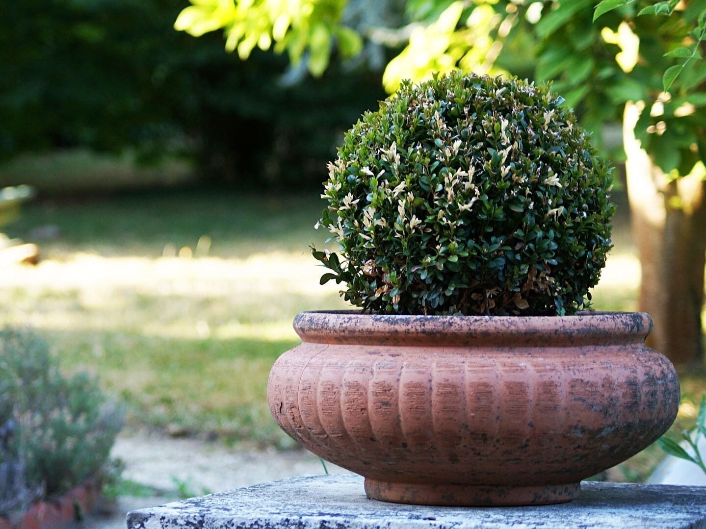 Una maceta de terracota con un topiario sobre un pedestal de piedra en un jardín.