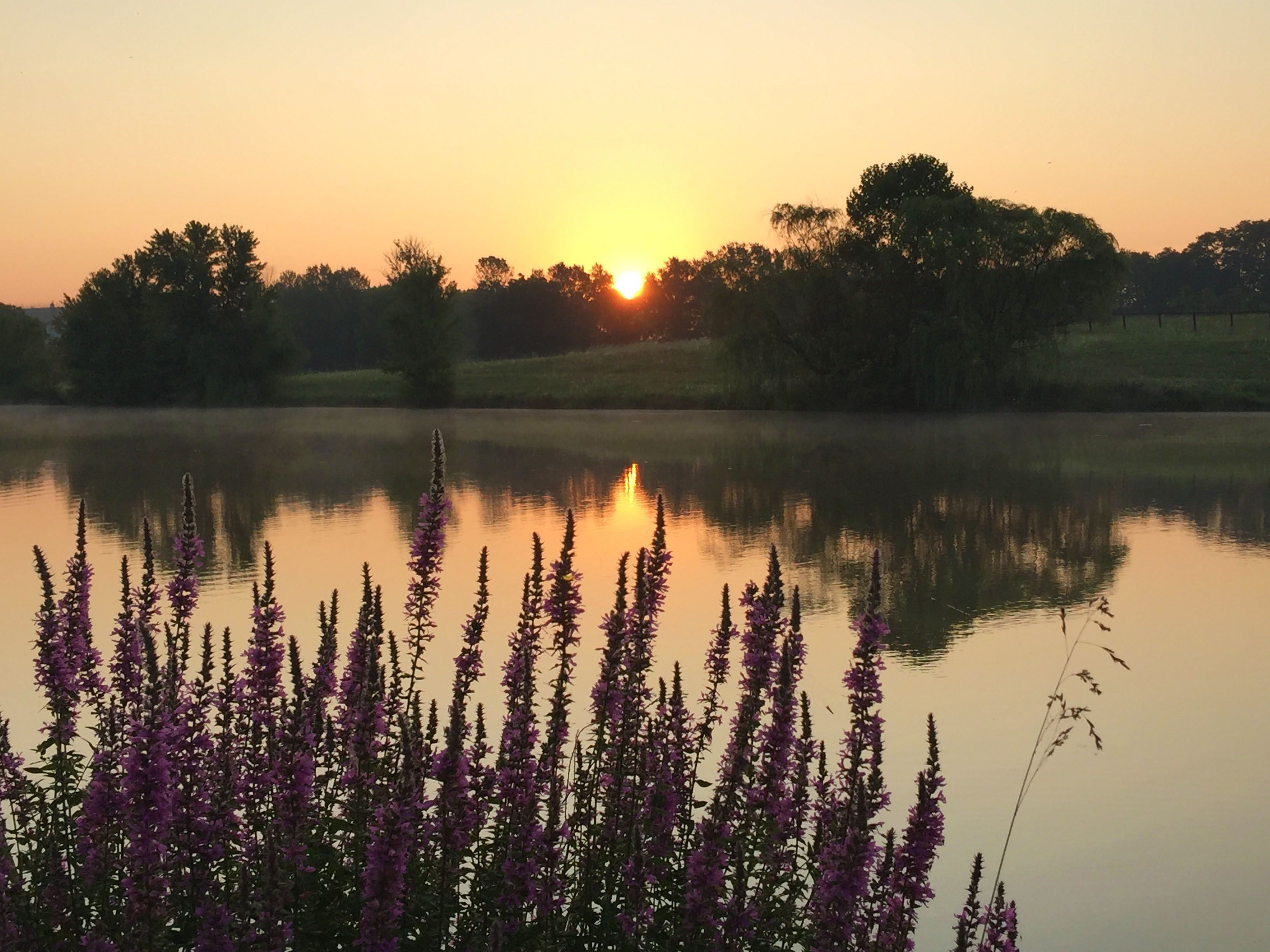 A serene lake at sunset with tall purple flowers in the foreground and trees in the background.