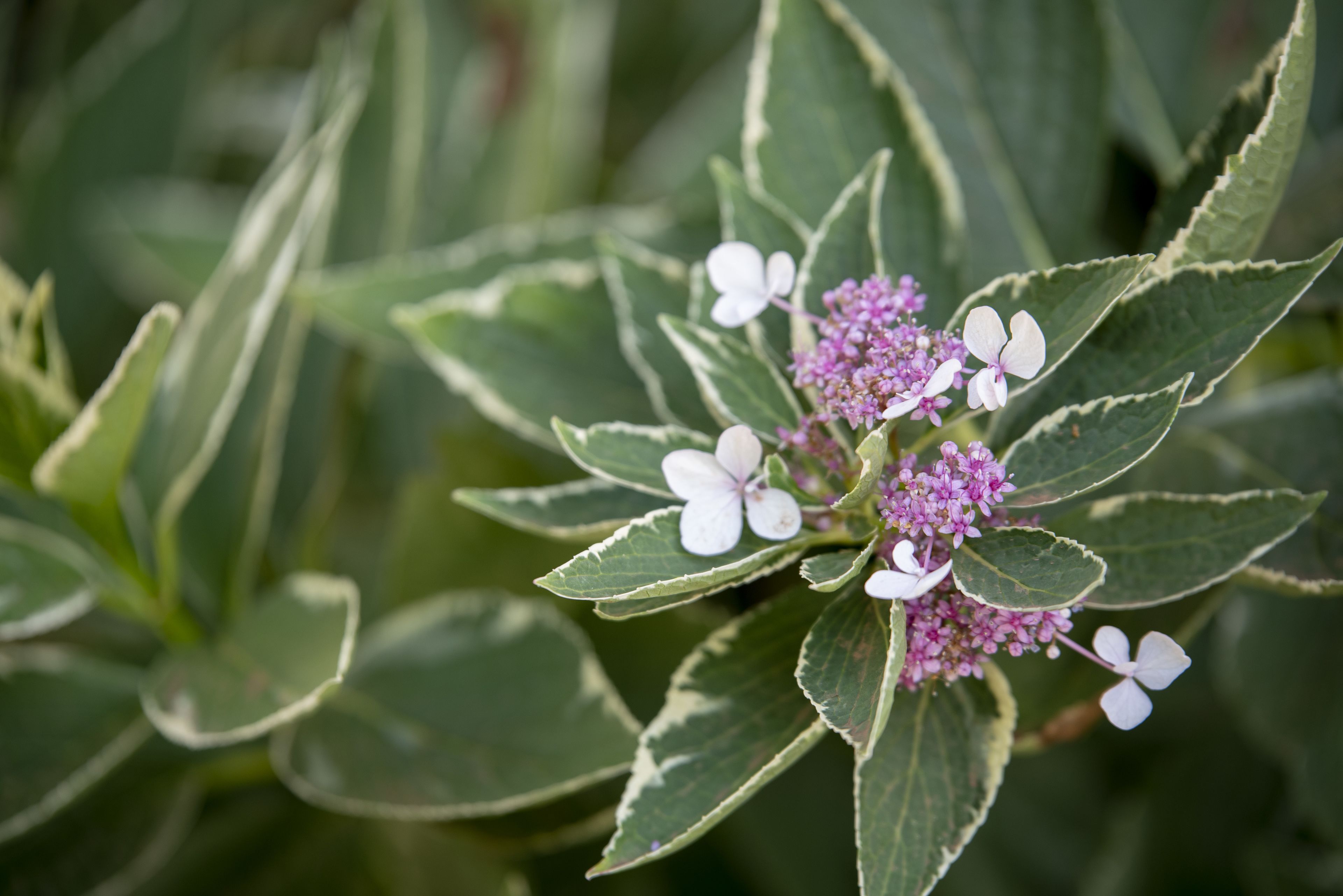En växt med blad i olika färger och klasar av små, vita blommor.