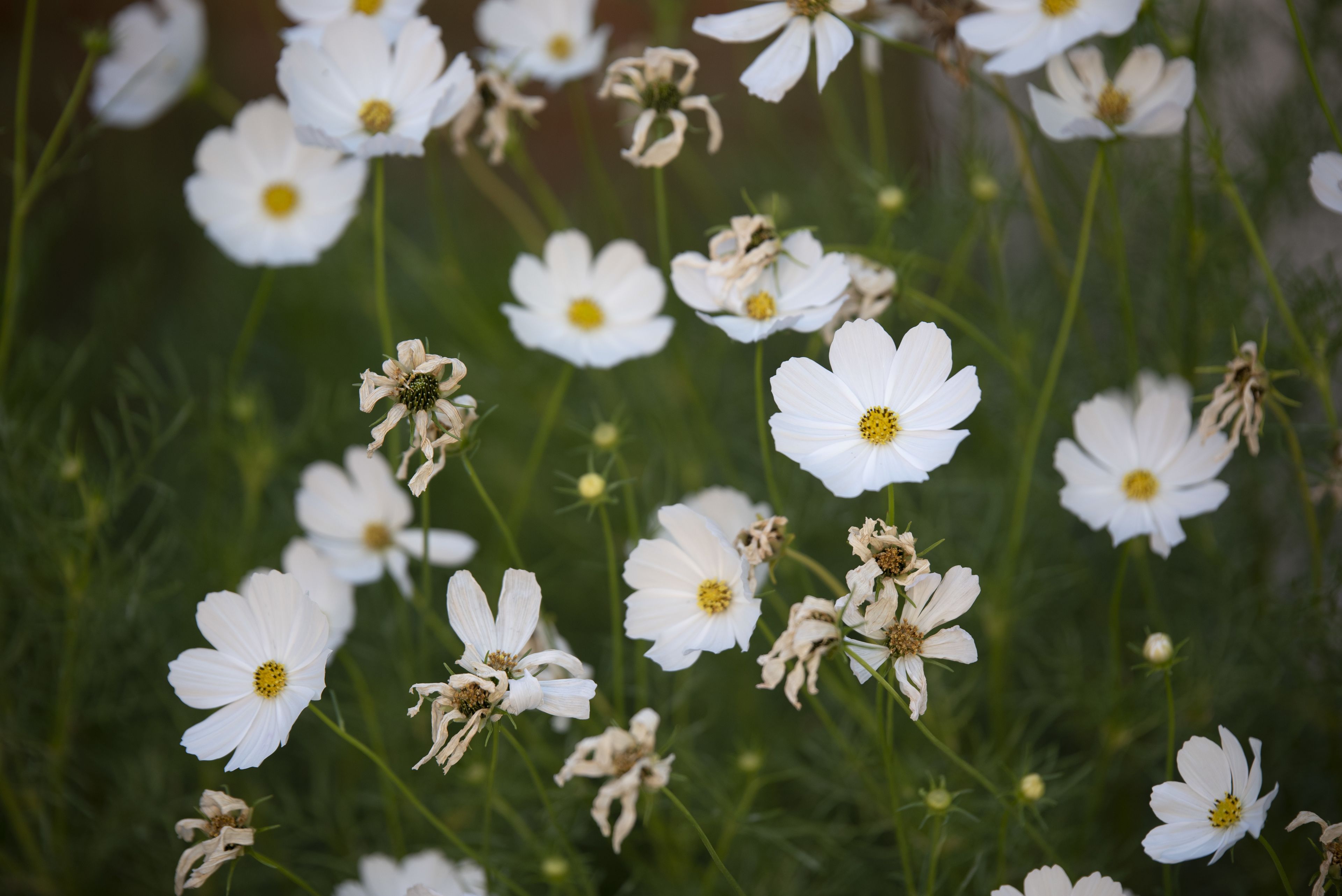 A field of white flowers with yellow centers, likely cosmos, in a natural setting.