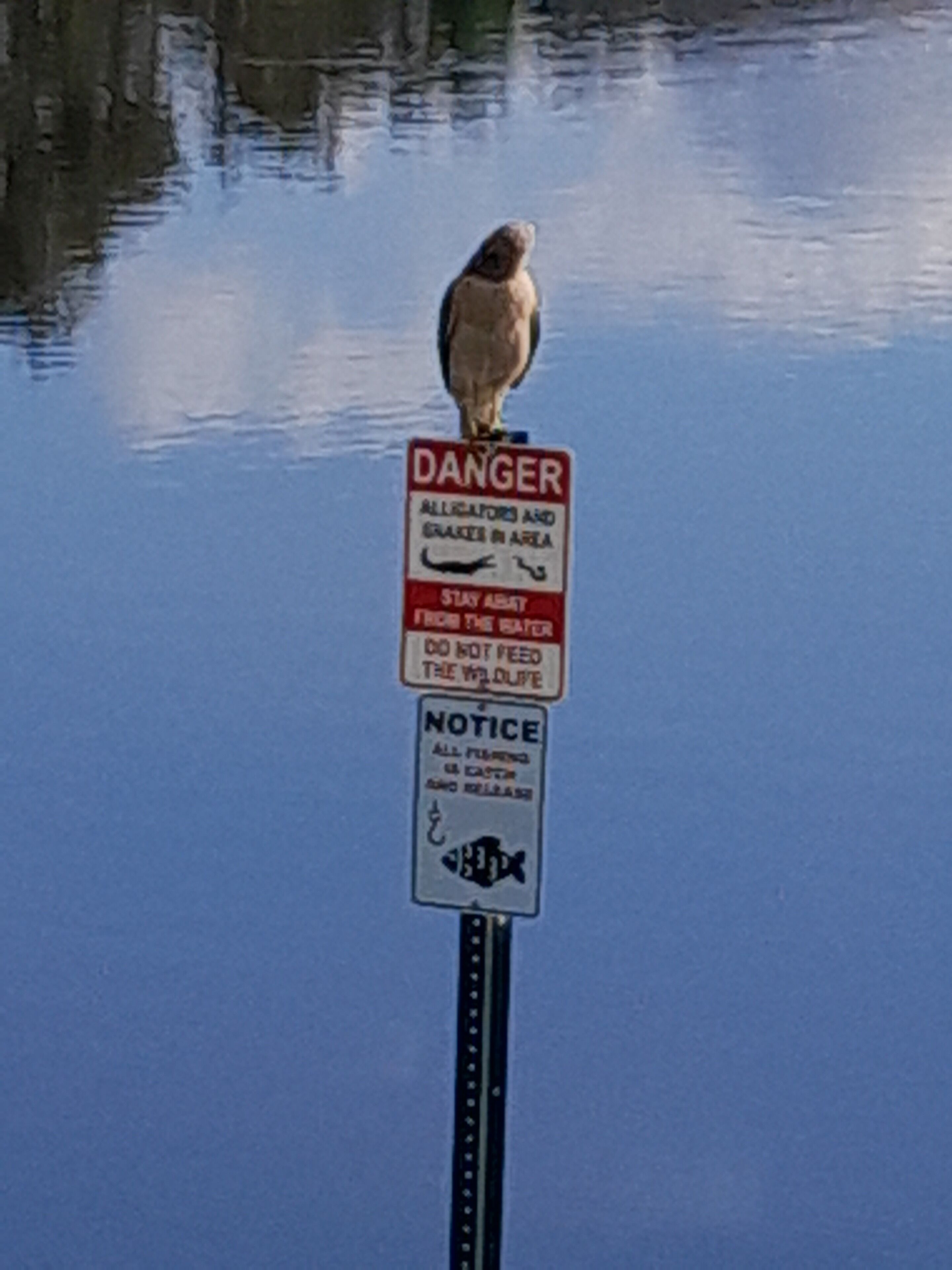 A bird perched on a sign warning of alligators and snakes in the area.