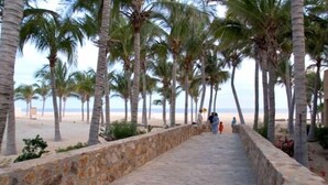 A stone pathway lined with palm trees leading to a beach. - Luxury Private Villa-  Walk to Town, Pedregal, WiFi... (Cabo San Lucas)
