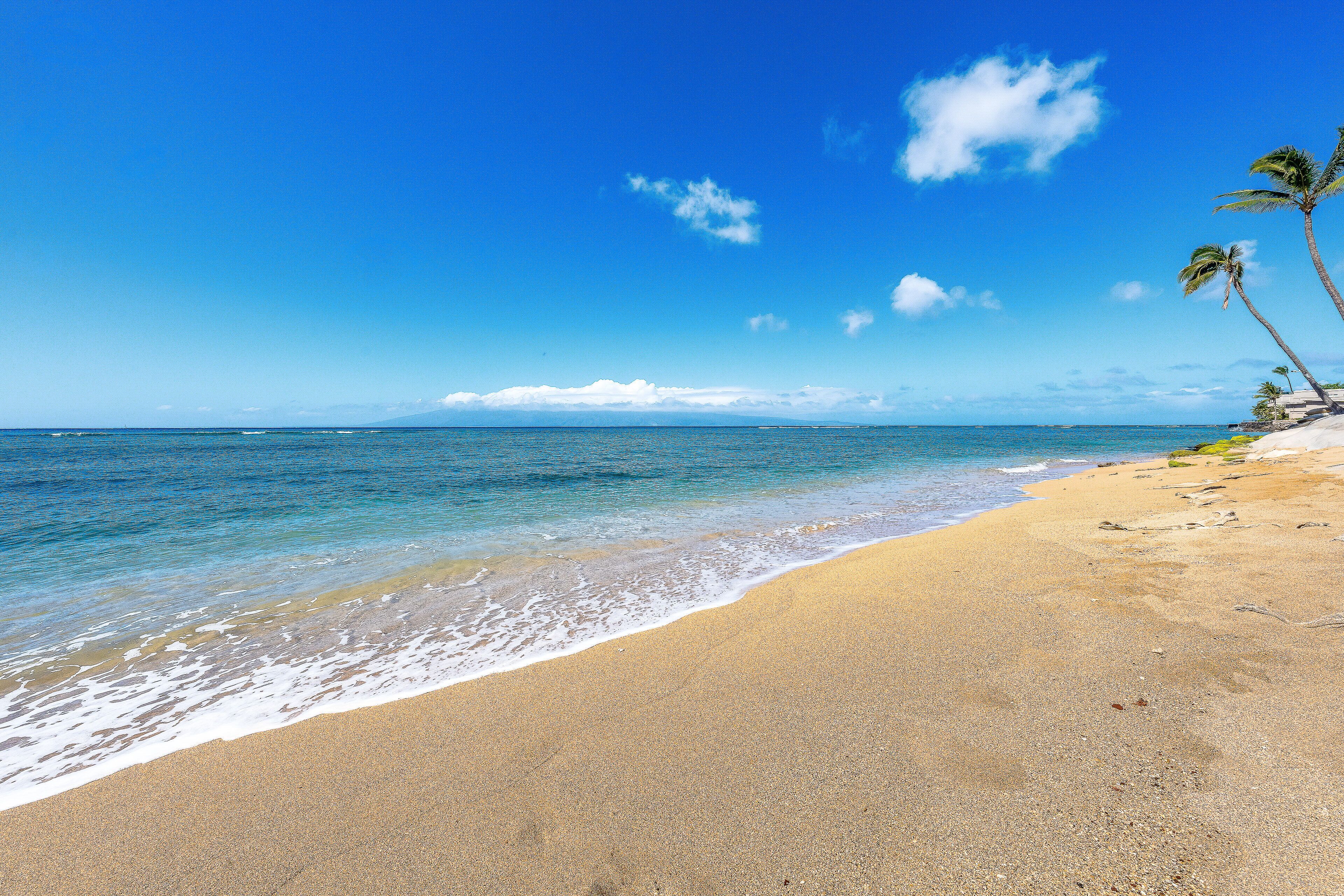 A beach with clear blue water, a sandy shore, and palm trees.