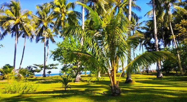 A tropical landscape with palm trees and a view of the ocean.