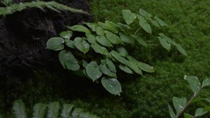 A garden with a moss-covered ground, a large rock, and a stone pillar. - Guesthouse Bokuyado - Hostel (Kyoto)