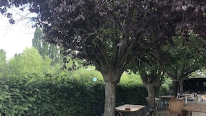 Et udendørs opholdsområde med borde og stole under et stort træ.