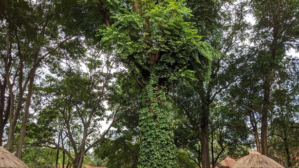 A lush garden with a large tree covered in ivy, a thatched-roof structure, and a statue of an elephant. - Hotel Ruch (Kampala)