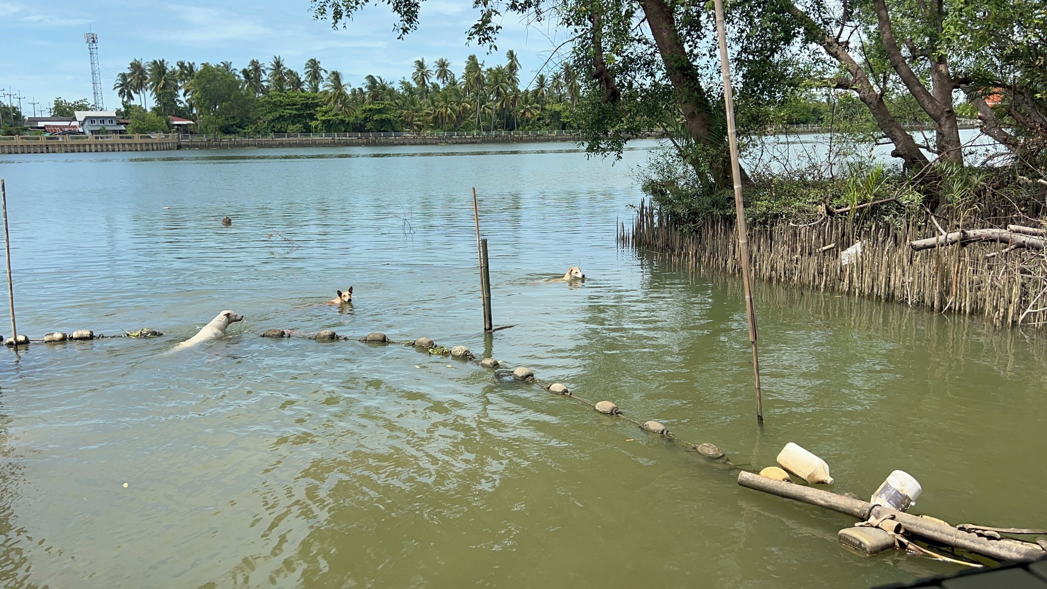 Un plan d’eau paisible, avec une jetée en bois qui s’avance sur l’eau, entouré d’une végétation luxuriante et de palmiers.
