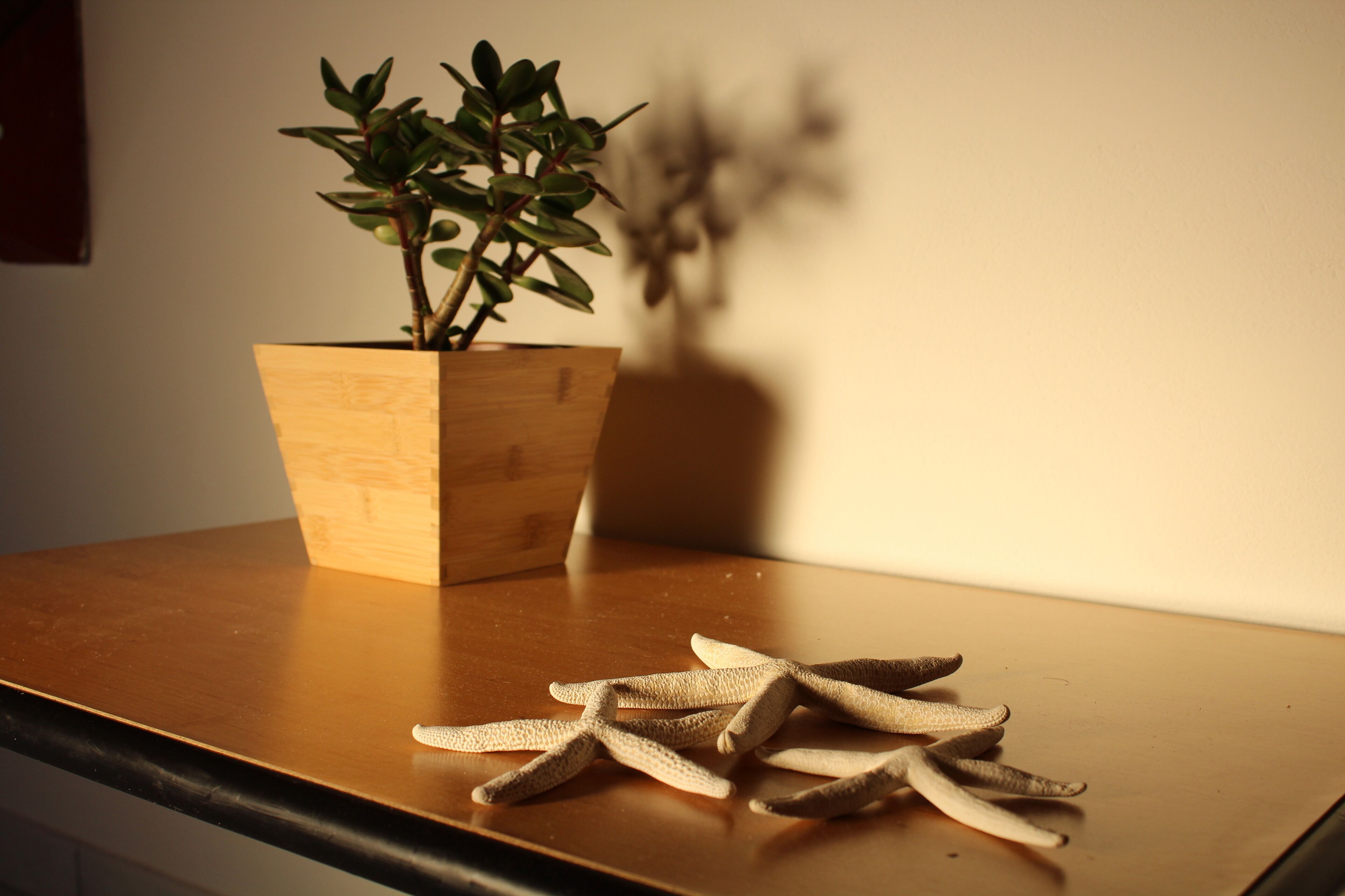 A wooden table with a potted plant and a pile of white, textured objects on it.